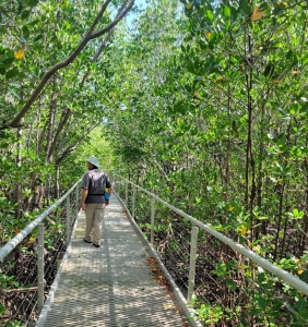 East Point Mangrove Boardwalk