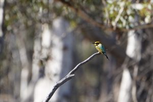 Rainbow Bee-eater