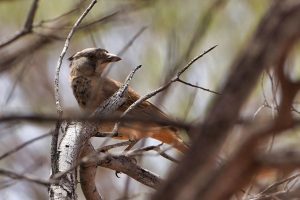 Crested Bellbird