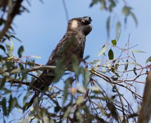 Carnaby's Black-cockatoo