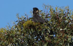 Carnaby's Black-cockatoo