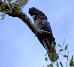 Red-tailed Black-cockatoo