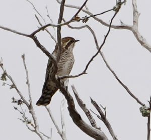 Horsfield's Bronze-cuckoo