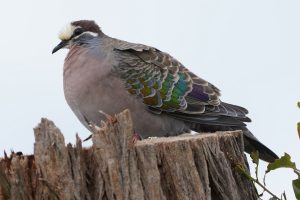 Common Bronzewing