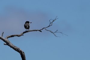 Gray Butcherbird