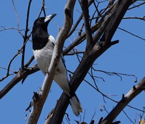 Pied Butcherbird