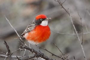 Australia 2025-Birds