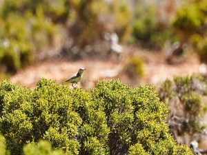 Orange Chat (female)