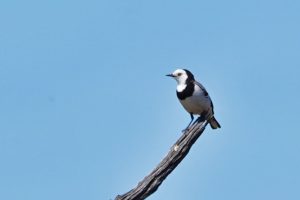 White-fronted Chat