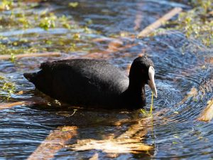 Eurasian Coot
