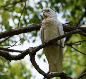 Little Corella