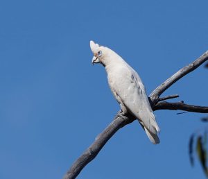 Western Corella