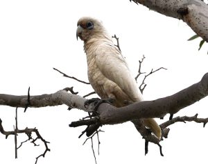 Western Corella