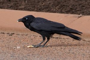 Torresian Crow