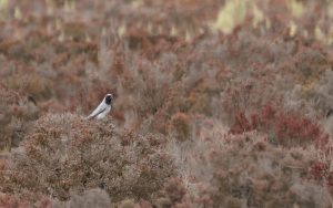 Black-faced Cuckooshrike