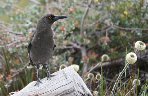 Gray Currawong