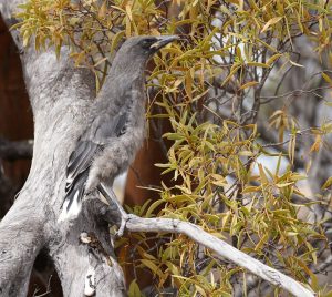 Gray Currawong (immature)