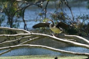 Australasian Darter
