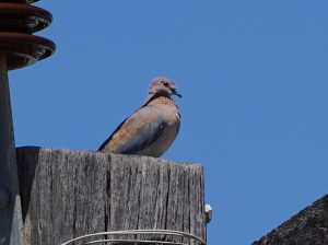 Laughing Dove