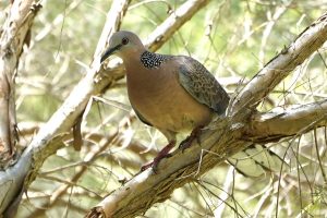Spotted Dove