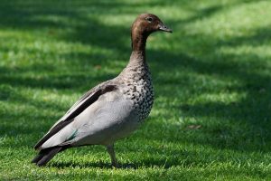 Maned Duck