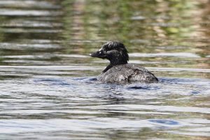 Musk Duck
