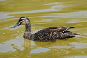 Pacific Black Duck