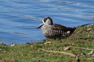 Pink-eared Duck