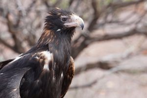 Wedge-tailed Eagle (injured)