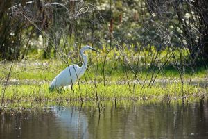 Great Egret