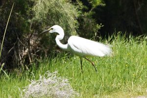 Great Egret