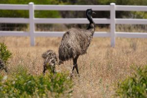 Emu