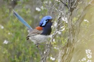 Blue-breasted Fairywren
