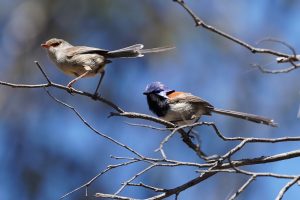 Blue-breasted Fairywrens