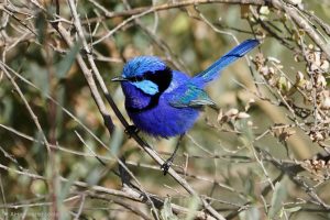 Splendid Fairywren