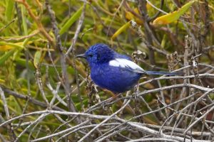 White-winged Fairywren