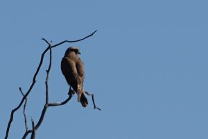 Brown Falcon