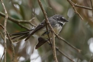 Gray Fantail