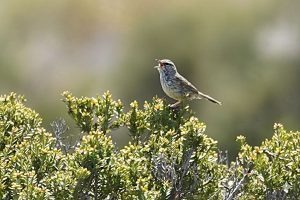 Western Fieldwren