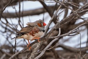 Australian Zebra Finch