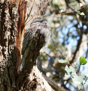 Tawny Frogmouth