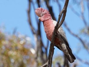 Galah
