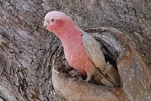 Galah