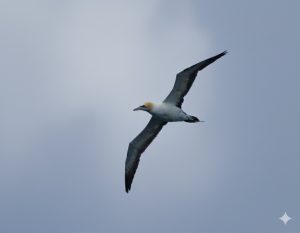 Australasian Gannet