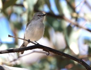 Western Gerygone