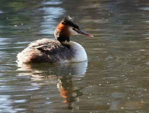 Great Crested Grebe