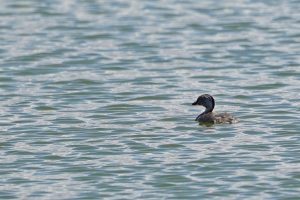 Hoary-headed Grebe