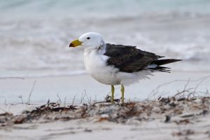 Pacific Gull
