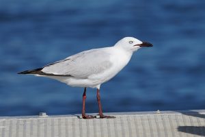 Silver Gull