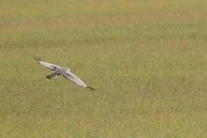 Spotted Harrier